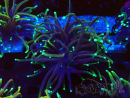WYSIWYG Euphyllia glabrescens (Mariculture acclimaté sous LED) 8N7