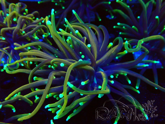 WYSIWYG Euphyllia glabrescens (Maricultura aclimatada bajo LED) 8N7
