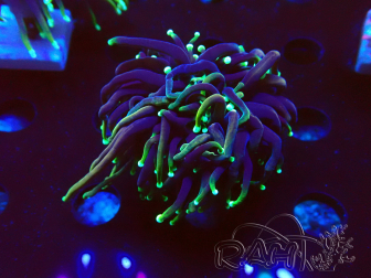 WYSIWYG Euphyllia glabrescens (Mariculture acclimaté sous LED) 8P8