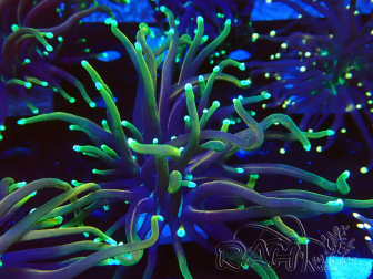 WYSIWYG Euphyllia glabrescens (Mariculture acclimaté sous LED) 8N7