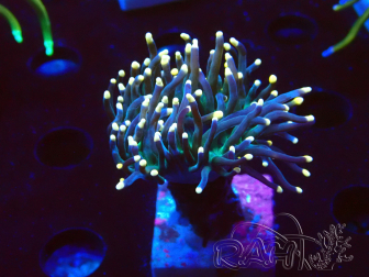 WYSIWYG Euphyllia glabrescens (Maricultura aclimatada bajo LED) 8N7