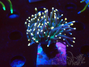 WYSIWYG Euphyllia glabrescens (Maricultura aclimatada bajo LED) 8N7