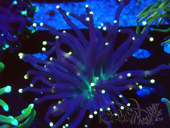 WYSIWYG Euphyllia glabrescens (Maricoltura acclimatata sotto LED) 8N7