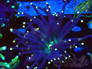 WYSIWYG Euphyllia glabrescens (Mariculture acclimated under LED) 8N7