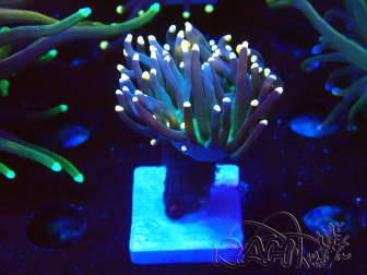 WYSIWYG Euphyllia glabrescens (Maricoltura acclimatata sotto LED)