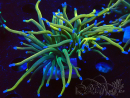 WYSIWYG - Euphyllia glabrescens (Mariculture acclimated under LED)