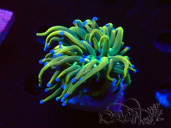 WYSIWYG Euphyllia glabrescens (Mariculture acclimaté sous LED) 8Q8