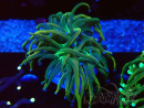 WYSIWYG - Euphyllia glabrescens (Mariculture acclimated under LED)