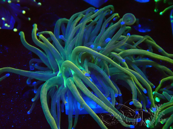 WYSIWYG - Euphyllia glabrescens (Maricultured acclimated under LED)