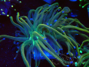 WYSIWYG - Euphyllia glabrescens (Maricultured acclimated under LED)