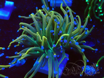 WYSIWYG - Euphyllia glabrescens (Mariculture acclimaté sous LED) 8R3