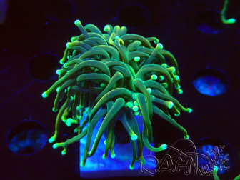 WYSIWYG - Euphyllia glabrescens(Mariculture acclimated under LED)