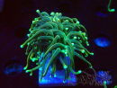 WYSIWYG - Euphyllia glabrescens(Mariculture acclimated under LED)