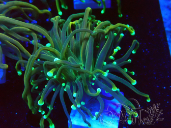 WYSIWYG - Euphyllia glabrescens (Unter LEDs akklimatisierte Marikultur)