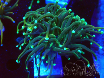 WYSIWYG - Euphyllia glabrescens(Mariculture acclimated under LED)