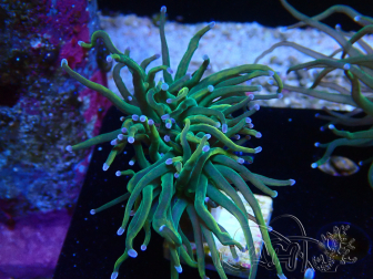 WYSIWYG Euphyllia glabrescens (Maricultura aclimatada bajo LED) 8J1