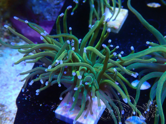 WYSIWYG Euphyllia glabrescens GLITTER GRAIL (Mariculture acclimated under LED) 8J2