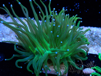 WYSIWYG Euphyllia glabrescens (Marikultur, akklimatisiert unter LED) 8J5