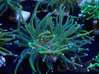 WYSIWYG Euphyllia glabrescens (Marikultiviert, akklimatisiert unter LED) 8J6