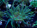 WYSIWYG Euphyllia glabrescens (Mariculture acclimaté sous LED) 8J6