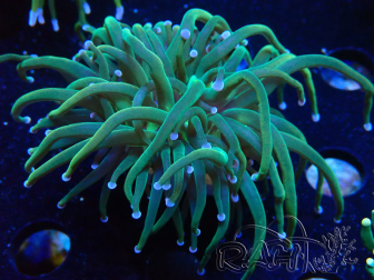WYSIWYG Euphyllia glabrescens (Marikultur, akklimatisiert unter LED) 8F7