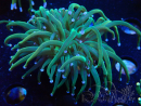 WYSIWYG Euphyllia glabrescens (Marikultur, akklimatisiert unter LED) 8F7