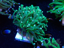 WYSIWYG Euphyllia glabrescens (Maricultured, acclimated under LED) 8K2