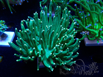 WYSIWYG Euphyllia glabrescens (Maricoltura acclimatata sotto LED) 8K3