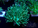 WYSIWYG Euphyllia glabrescens (Mariculture acclimaté sous LED) 8K3