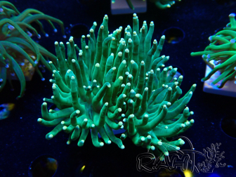 WYSIWYG Euphyllia glabrescens (Maricultura aclimatada bajo LED) 8K4