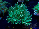 WYSIWYG Euphyllia glabrescens (Maricultura aclimatada bajo LED) 8K4