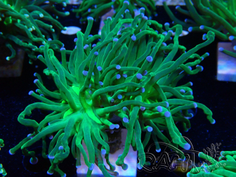 WYSIWYG Euphyllia glabrescens (Marikultur unter LED akklimatisiert) 8K6