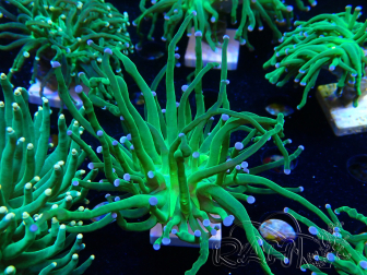 WYSIWYG Euphyllia glabrescens (Mariculture acclimated under LED)