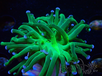 WYSIWYG Euphyllia glabrescens (Mariculture acclimaté sous LED) 8G7