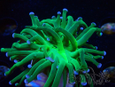 WYSIWYG Euphyllia glabrescens (Mariculture acclimaté sous LED) 8K8