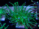 WYSIWYG Euphyllia glabrescens (Mariculture acclimated under LED) 8L1
