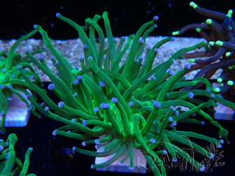 WYSIWYG Euphyllia glabrescens (Mariculture acclimaté sous LED) 8L2