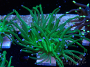 WYSIWYG Euphyllia glabrescens (Maricoltura acclimatata sotto LED) 8L2