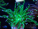 WYSIWYG Euphyllia glabrescens (Mariculture acclimated under LED) 8L3