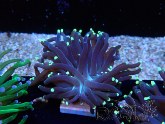 WYSIWYG Euphyllia glabrescens (Mariculture acclimaté sous LED) 8L5