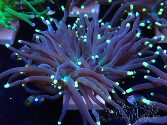 WYSIWYG Euphyllia glabrescens (Mariculture acclimaté sous LED) 8L6