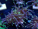 WYSIWYG Euphyllia glabrescens (Mariculture acclimated under LED)
