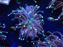 WYSIWYG Euphyllia glabrescens Super Bright (Mariculture acclimaté sous LED) 8L8