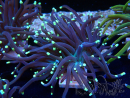 WYSIWYG Euphyllia glabrescens (Mariculture acclimaté sous LED) 8B7