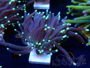 WYSIWYG Euphyllia glabrescens (Mariculture acclimaté sous LED) 8B7