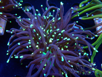 WYSIWYG Euphyllia glabrescens (Mariculture acclimated under LED) 8E7