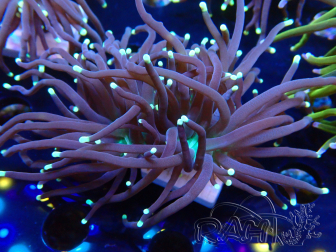 WYSIWYG Euphyllia glabrescens (Mariculture acclimaté sous LED) 8E7