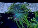 WYSIWYG Euphyllia glabrescens (Mariculture acclimaté sous LED)