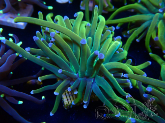 WYSIWYG Euphyllia glabrescens (Mariculture acclimaté sous LED) 8M6