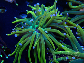 WYSIWYG Euphyllia glabrescens (Maricultura aclimatada bajo LED) 8J7